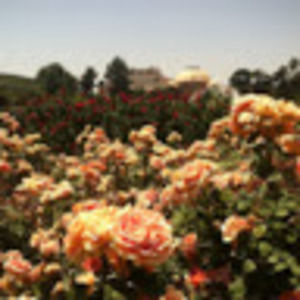 Meet your Posher, Dionne